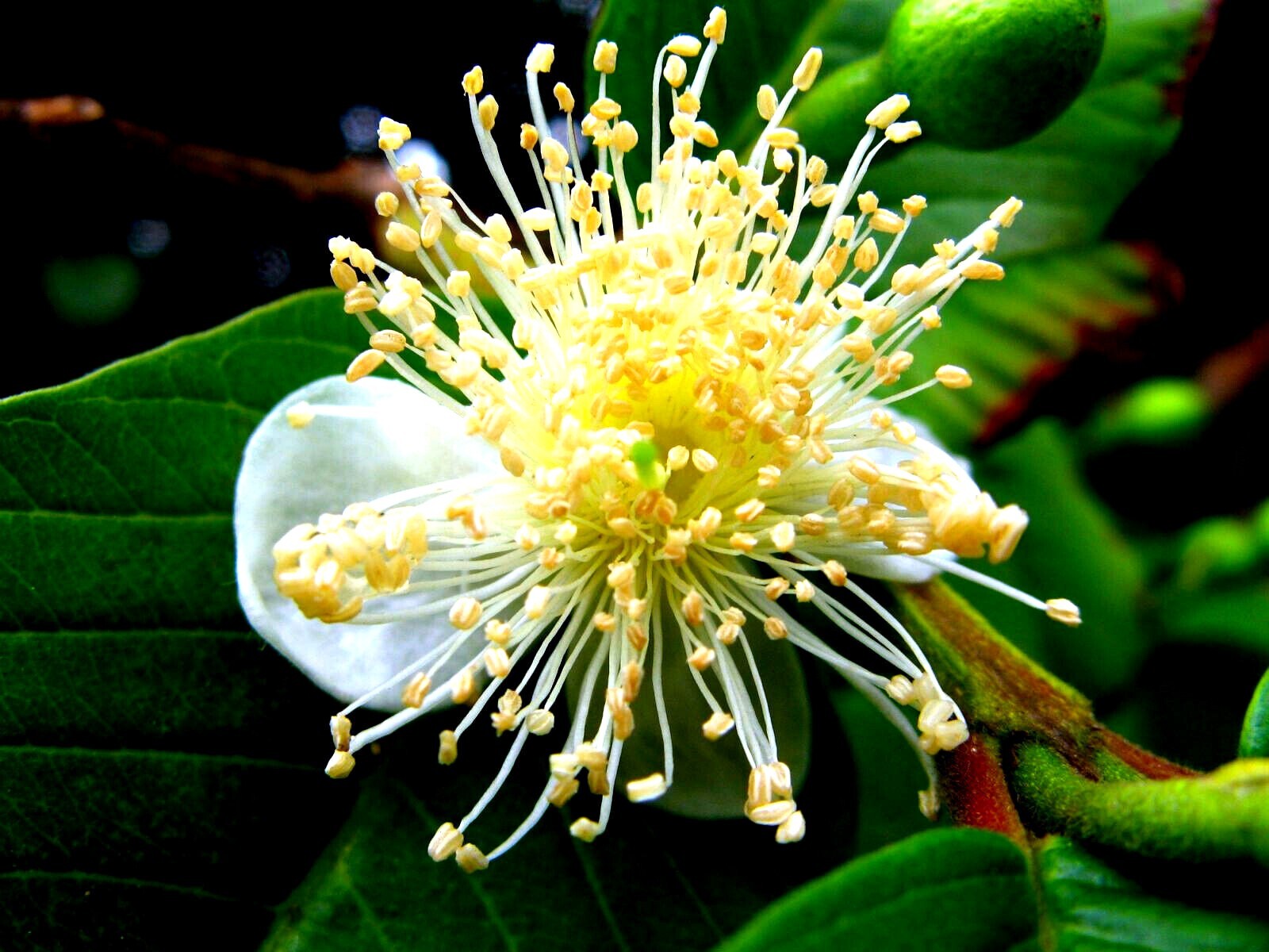 20 Lemon Apple Guava Tree Fruit Seeds ‘Ruby Supreme’ Plant (Psidium guajava)