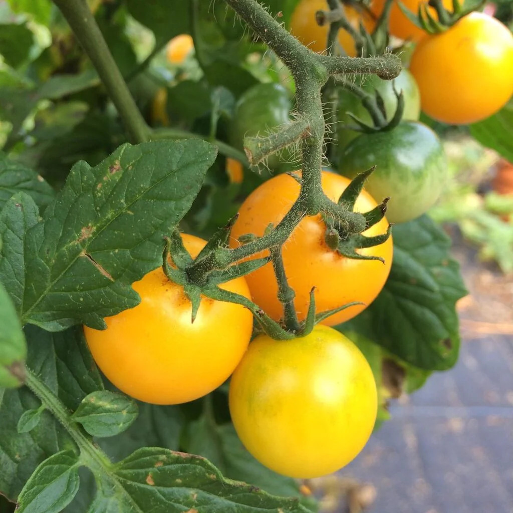 Patio Choice F1 Yellow Tomato (Dwarf) Seeds – For 2026 Planting AAS Winner
