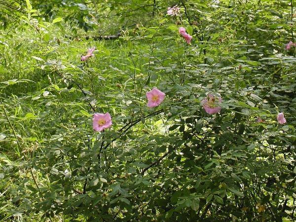 Rosa palustris | Wild Rose | Swamp Rose | Willow-Leaved Hudson Rose | 10 Seeds
