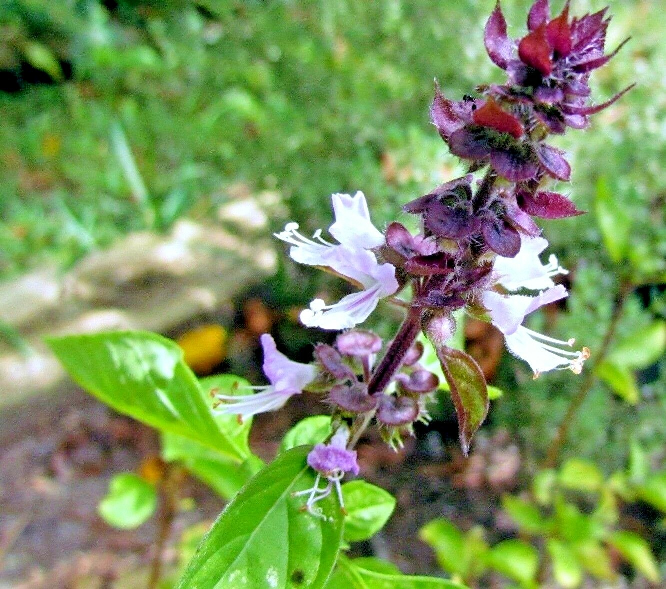600+ MEXICAN BASIL SEEDS RARE SPRING HERB GARDEN MOSQUITO INSECT REPELLENT USA