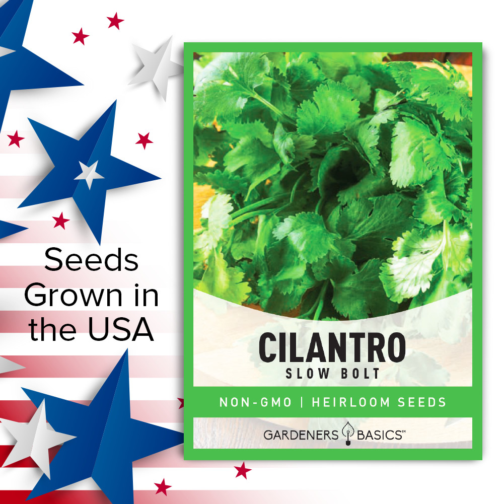Slow Bolt Cilantro Seeds