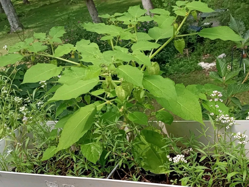 25 Rare Ground Cherry (Physalis pruinosa) Seeds.US Grown Seeds .Dwarf Plants.