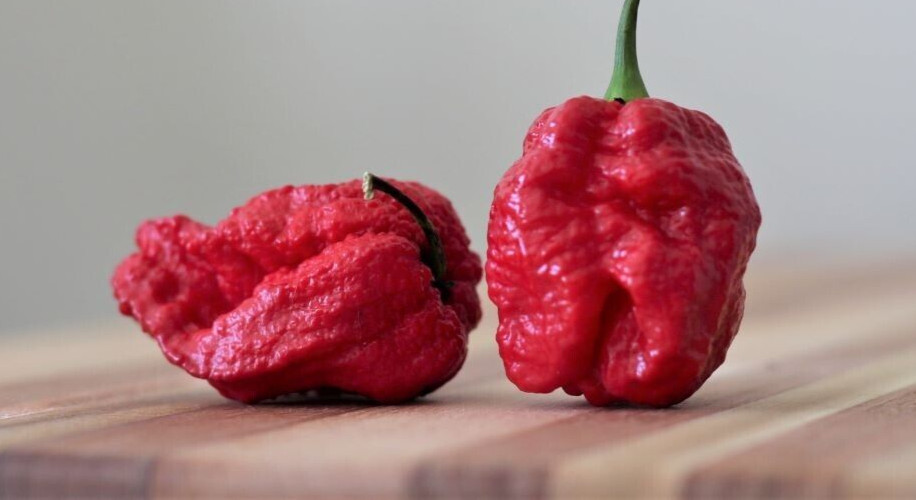 20 Super-Hot 7 Pot Brain Strain Red | NON-GMO | Pepper Seeds-B 02