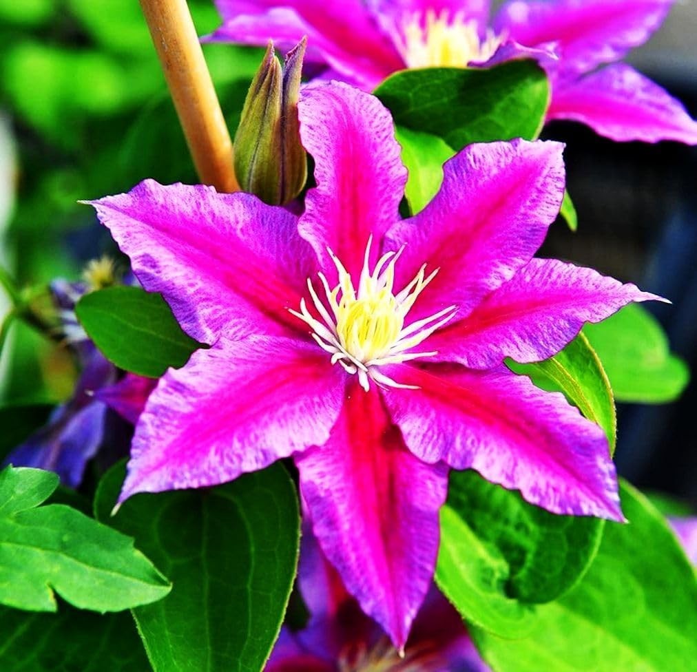 20 Mixed Heirloom Clematis Seeds – Low Maintenance Perennial Flower Beauties