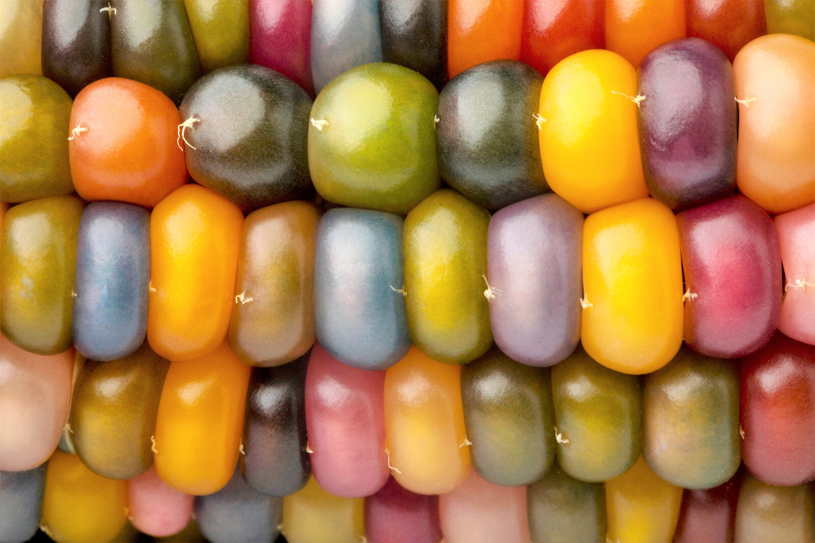 30 GLASS GEM CORN Mixed Colors Ornamental Edible Zea Mays Heirloom Veggie Seeds