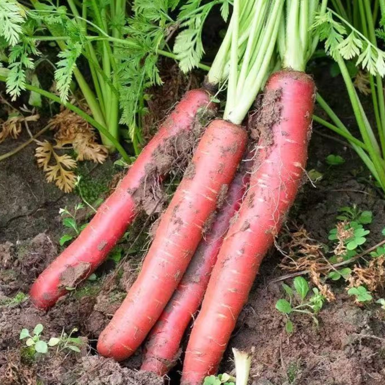 1000 Red Carrot Seeds – Vibrant Root Vegetable for Healthy and Colorful Gardens