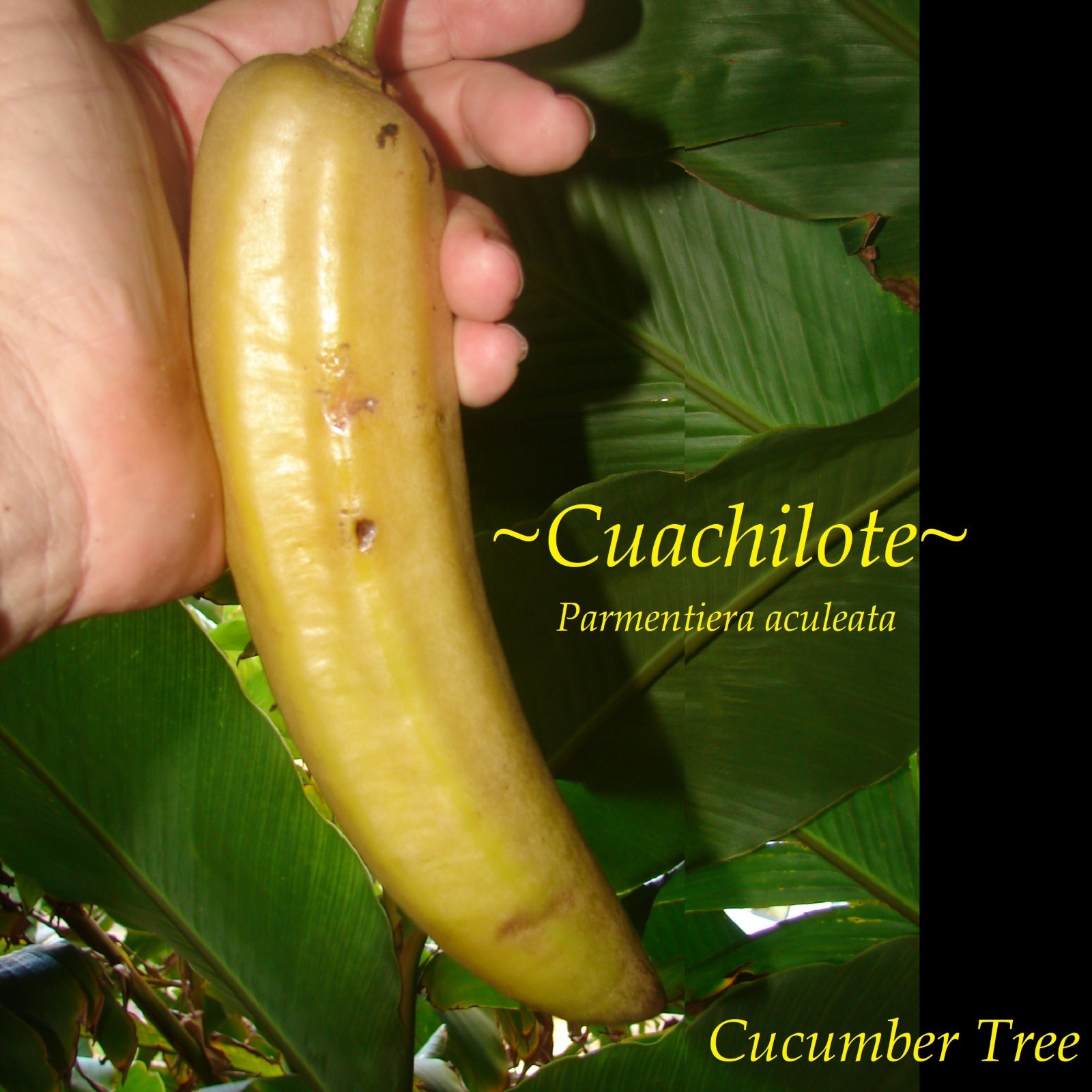 ~Guajilote~ Parmentiera Aculeata CUCUMBER FRUIT Tree Live Sml Potd Starter Plant