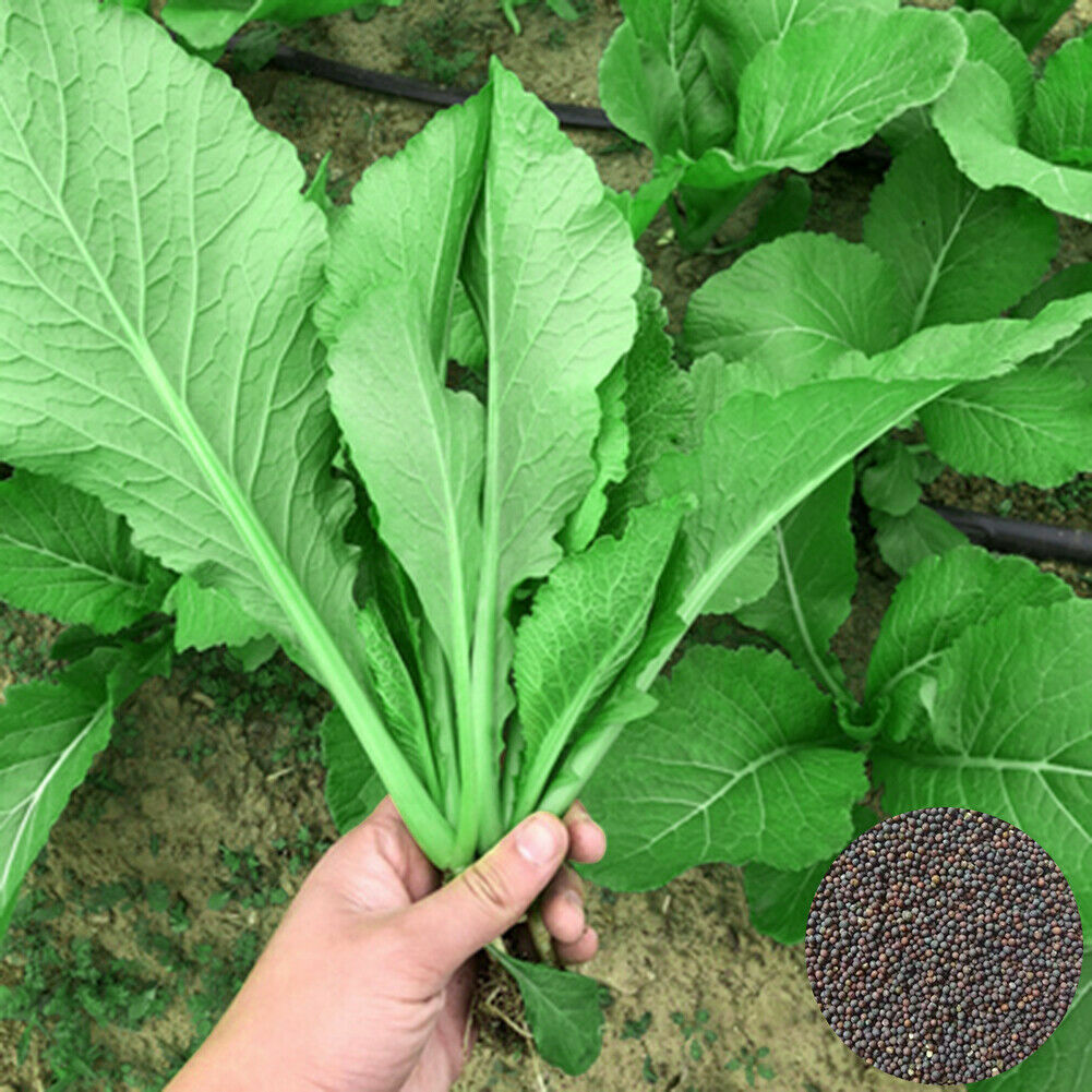 100+ Seeds Chinese Cabbage Bok Choy -Spring & Fall Veg seeds /Garden USA 北京小白菜