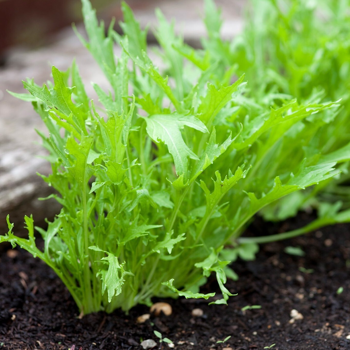 Mizuna Seeds, Japanese Mustard Green, Non-GMO, Fast Growing, Free Shipping