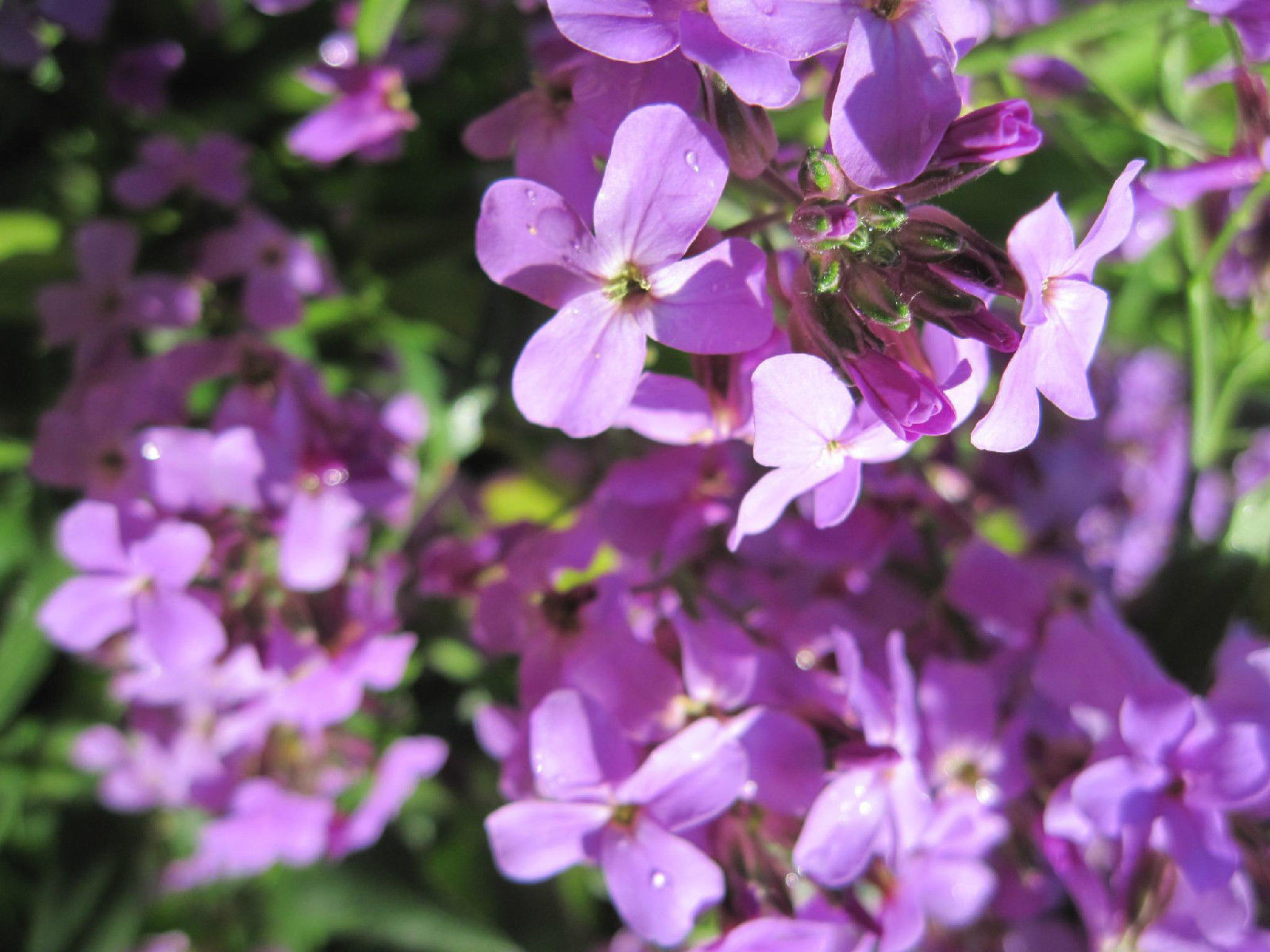500 SEED S – stock EVENING SCENTED pink purple – GroCo* USA – BUY 15 SHIPS FREE