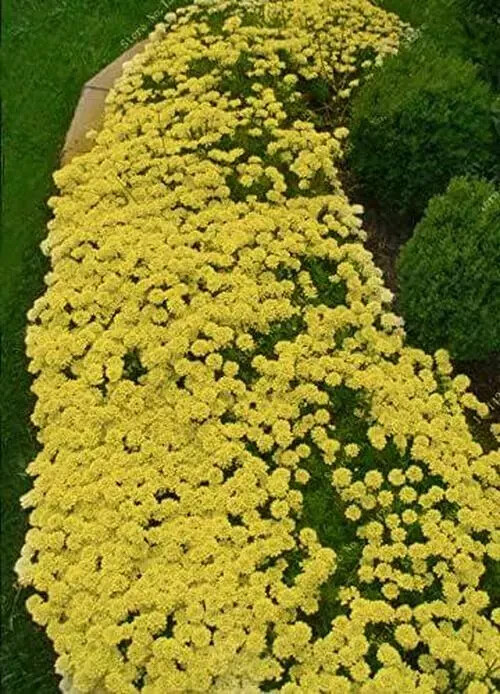 2000+ Yellow Creeping Thyme Seeds For Planting Thymus Serpyllum – Heirloom Cover