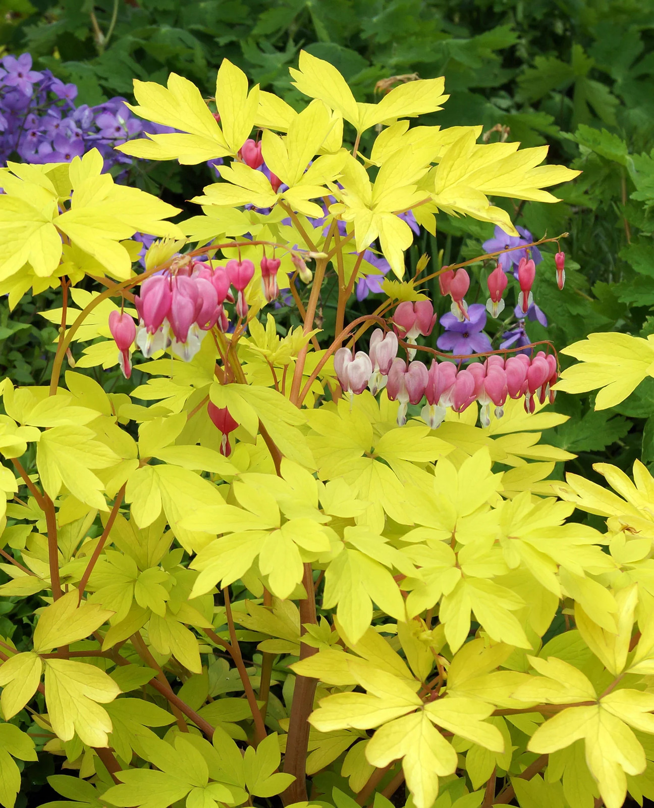 Dicentra Spectabilis – Yellow Leaf – 3 root divisions