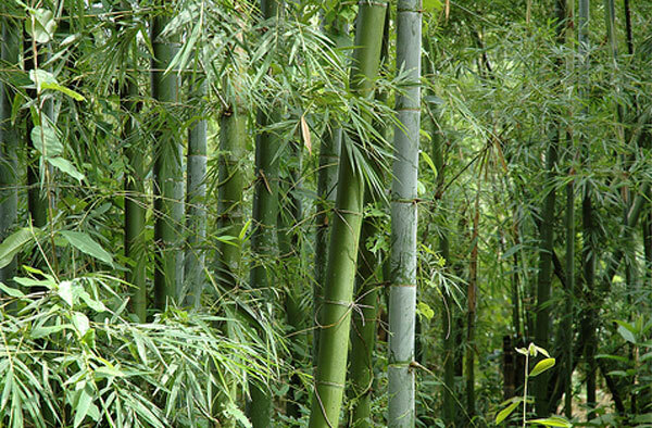 Bambusa bambos 100 Seeds Giant Indian Thorny Bamboo Clumping Bambusa arundinacea