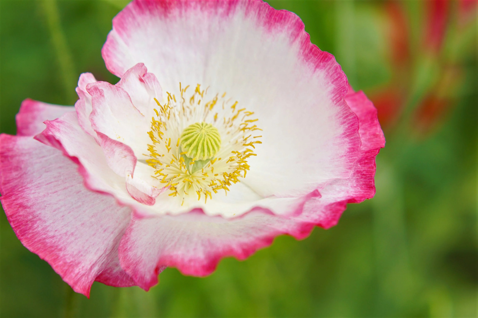 200 AFGHAN RESELECTED Blue POPPY Mixed Colors Papaver Pink Purple Flower Seeds