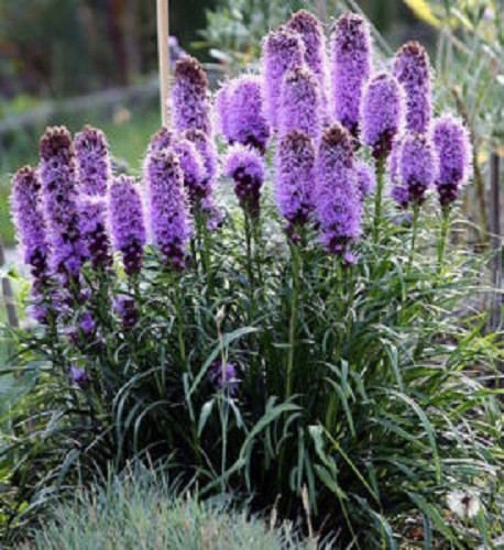 500 PURPLE BLAZING STAR GAYFEATHER LIATRIS Spicata Flower Seeds *Flat S/H