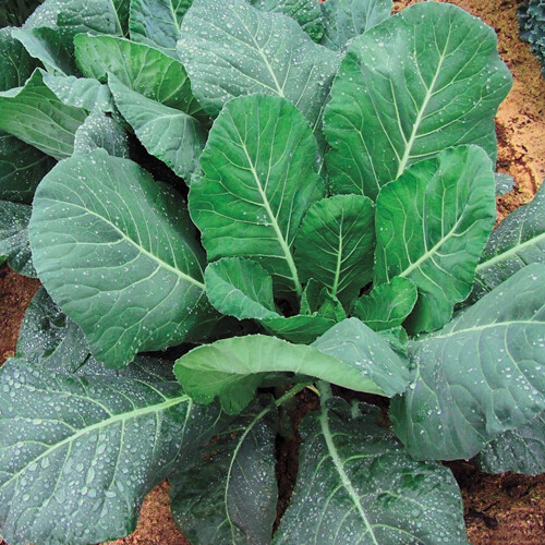 200+Kale Seeds Champion Collard Greens (Brassica Oleracea)Kale Vegetable USA