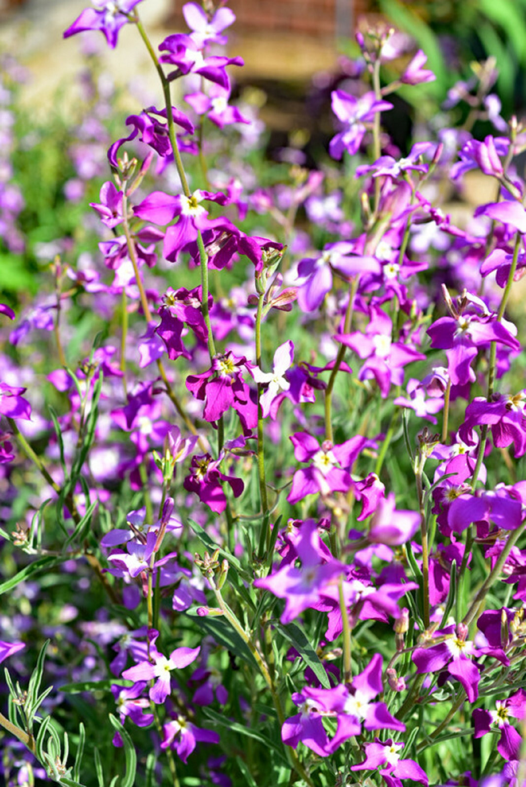 3000 Evening Scented (Night) Stock Matthiola Flower Seeds BULK, Lilac-Pink Mix