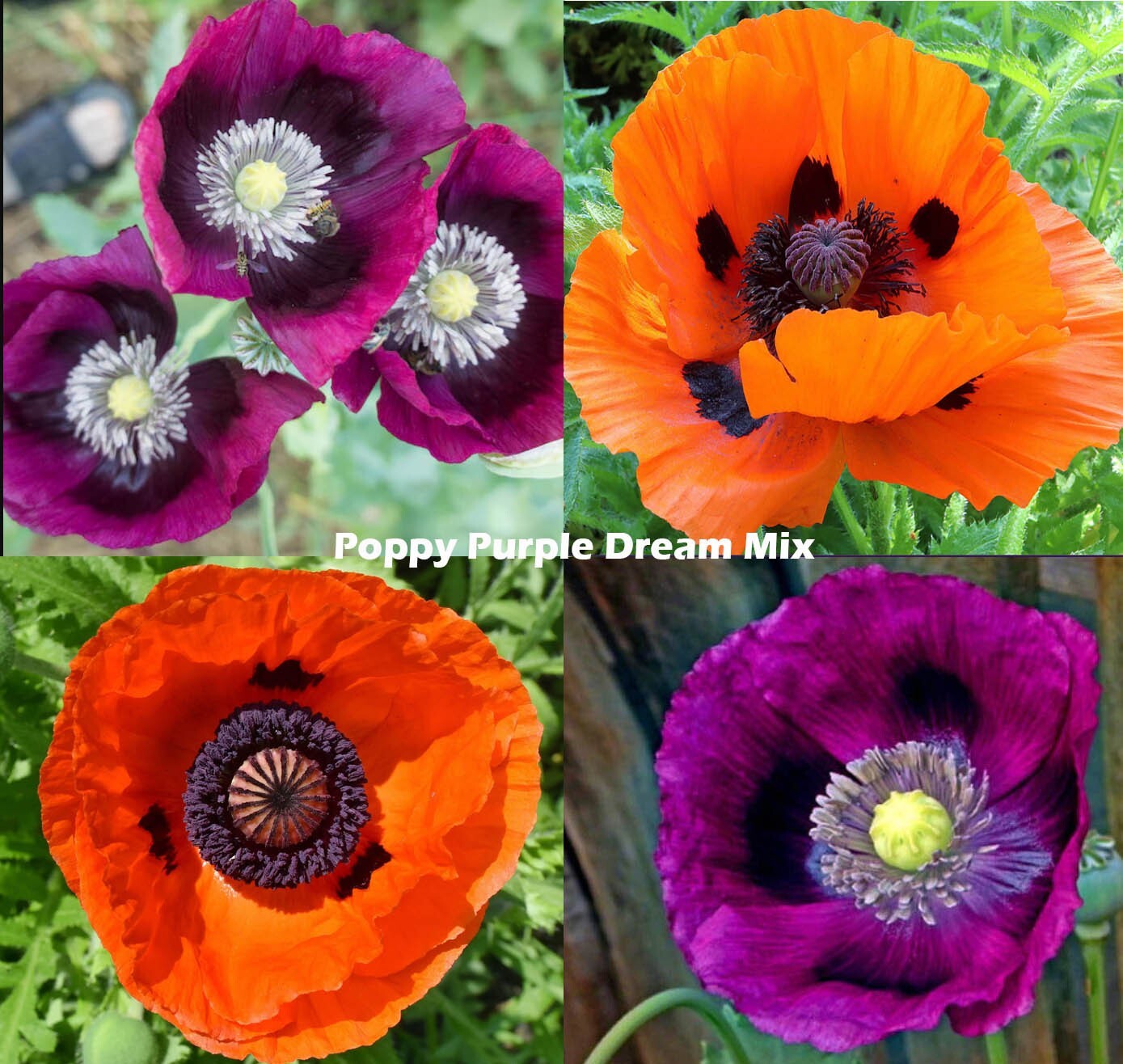 Poppy PURPLE DREAM MIX Lauren’s Grape Prince of Orange Poppies Non-GMO 500 Seeds
