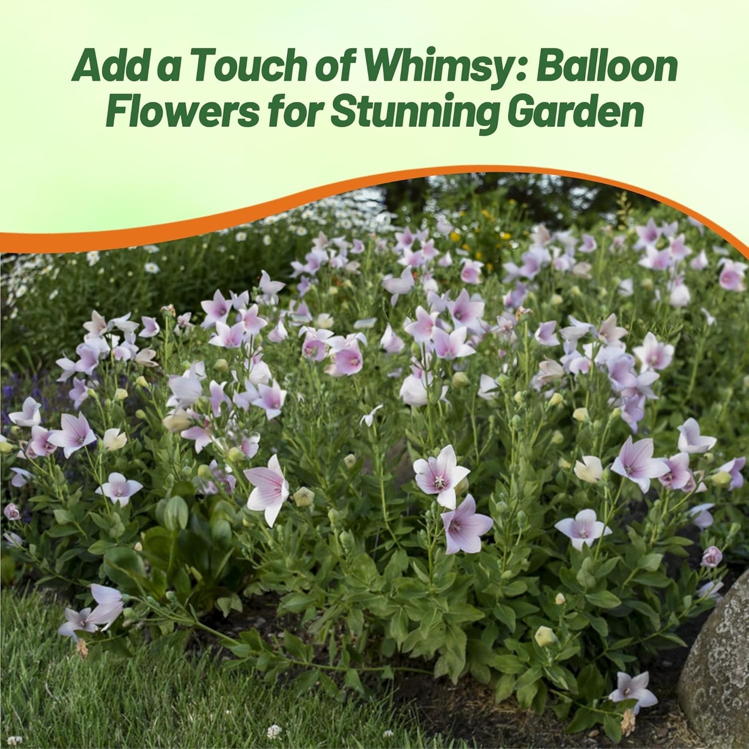 1000 Seeds Balloon Flower Seed – Platycodon Grandiflora Rose Flower Seeds