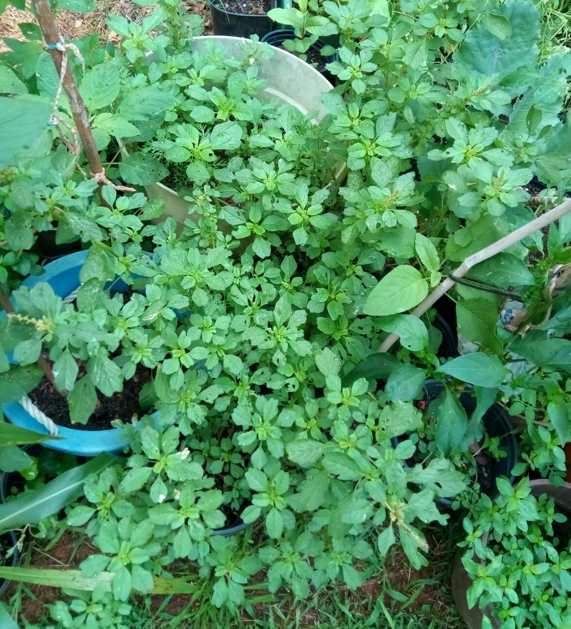 500+ Green Amaranth Seeds(Indian Siru Keerai/Koora Thampala ) Leafy Vegetable.