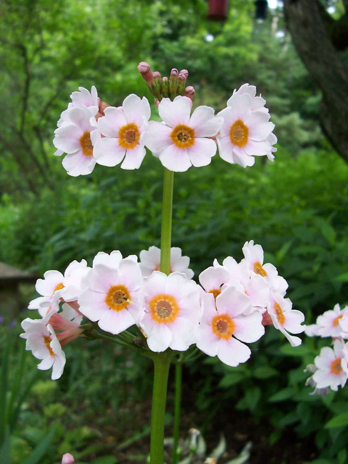 Japanese Primrose Seeds, Candelabra Primrose, 300+ (Primula Japonica.) Perennial