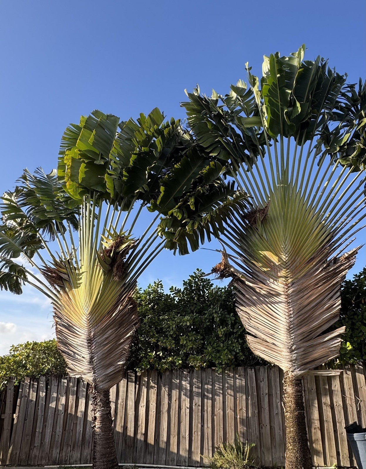 100 Fresh Traveler’s Palm Seeds