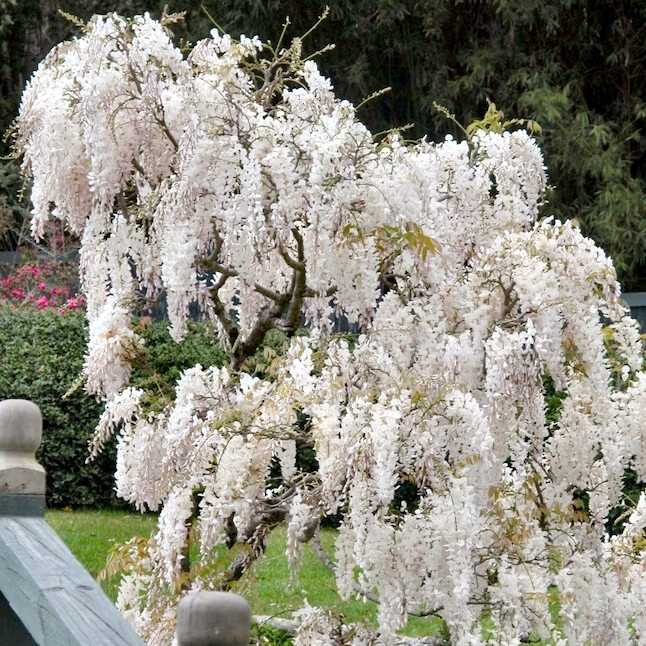 White Wisteria floribunda Alba Tree Seeds Climbing Flower Vine Plant Rare Hardy