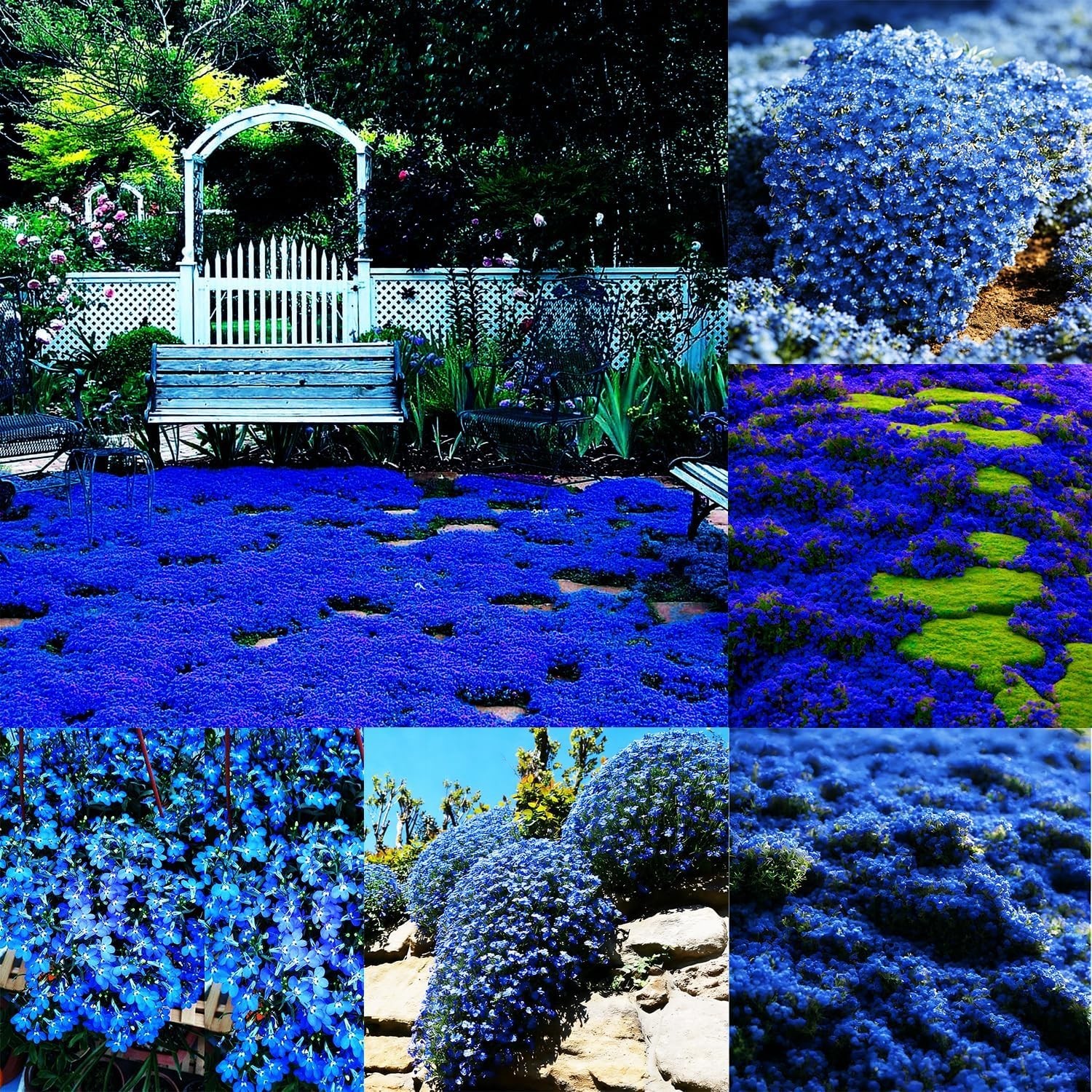 Blue Woolly Thyme Seeds,20001+ Blue Creeping Thyme Seeds Ground Cover,Drought To