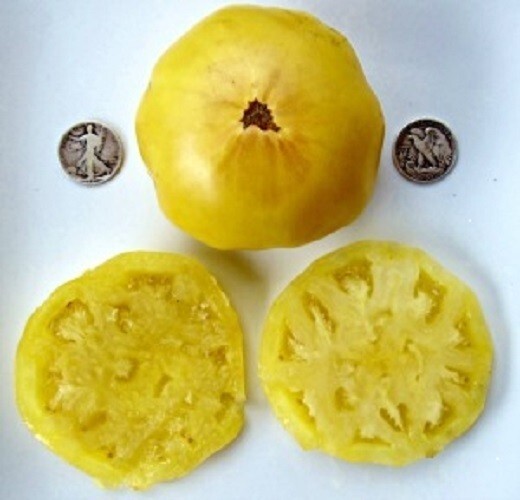 Dixie Golden Giant – Delicious Yellow – 25 Seeds – Buy any 3 varieties, 20% off!