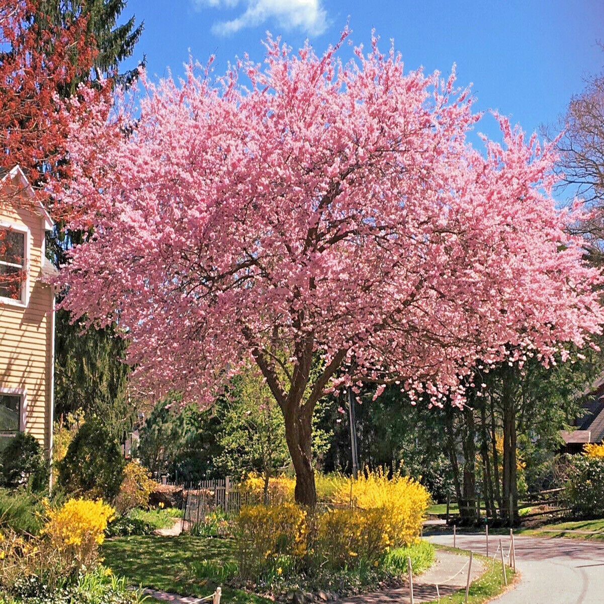 JAPANESE SAKURA CHERRY BLOSSOM TREE SEEDS (Prunus sargentii) Hardy Flower Plant
