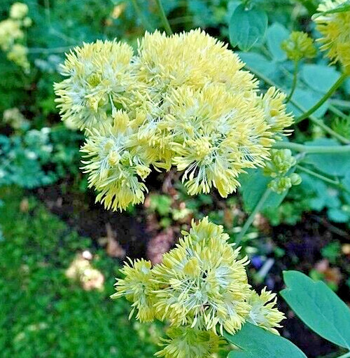 Foamy meadowrue 30 seeds, Thalictrum Isopyroides, hardy perennial yellow flowers