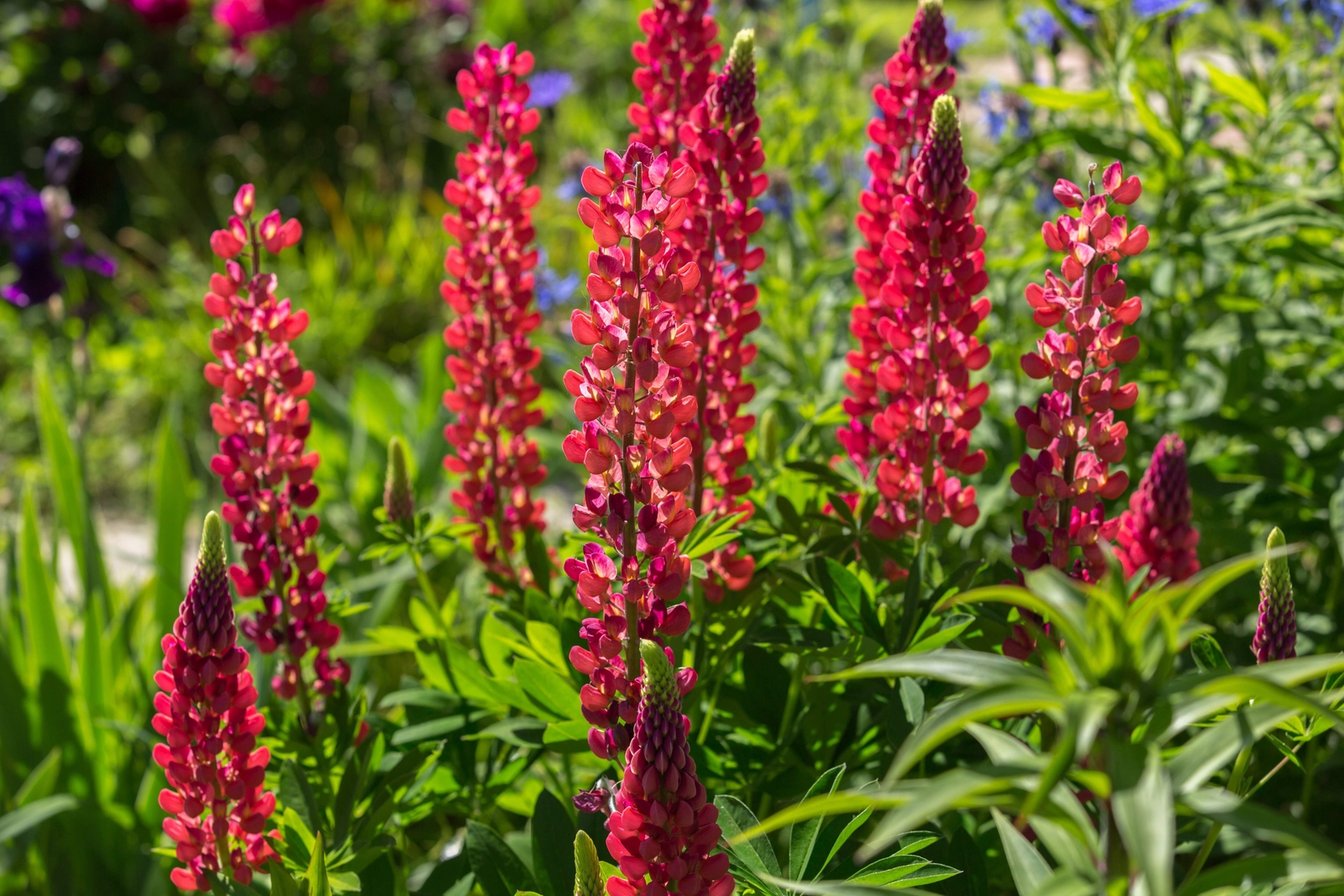 25 RED LUPINE ‘MY CASTLE’ Lupinus Polyphyllus Scarlet Russell Lupin Flower Seeds