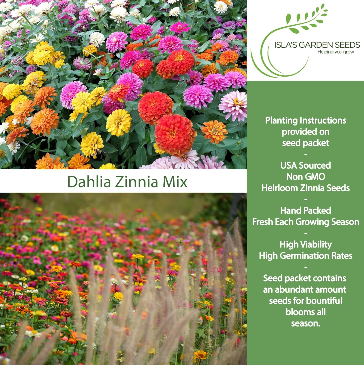 Dahlia Flowered Zinnia Mix Seeds (Zinnia Red, Pink, Yellow, White, Orange