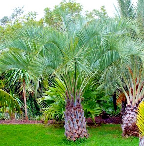 10 Jelly Pindo Palm Tree Seeds (Butia capitata) Cold Hardy Tropical Fruit Plant