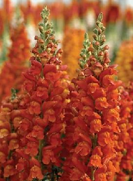 Snapdragon Maryland GF1-2 Orange 500 seeds