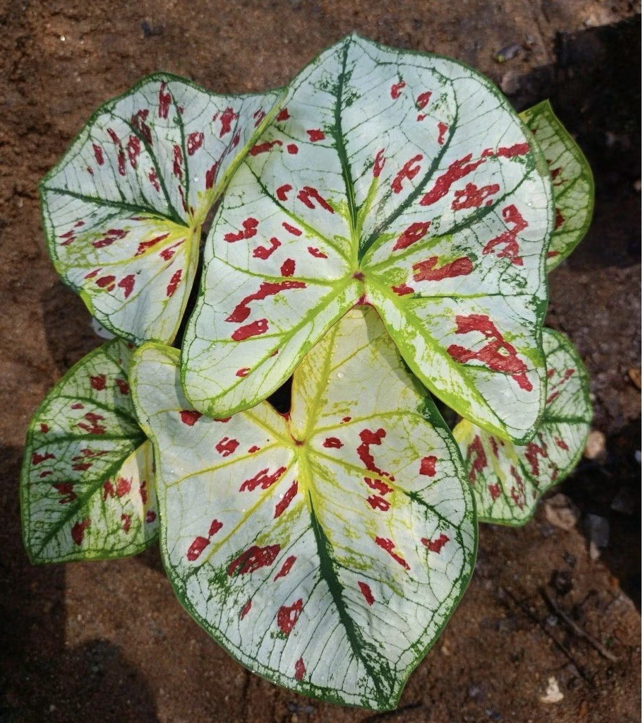 AUTHENTIC Caladium Nong Khai 1 bulbs