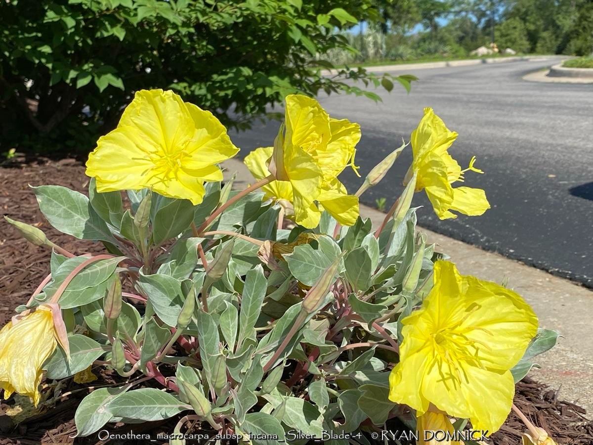 BULK SEEDS!…Oenothera macrocarpa…Silver-leaf Missouri Primrose…QTY/bag=100