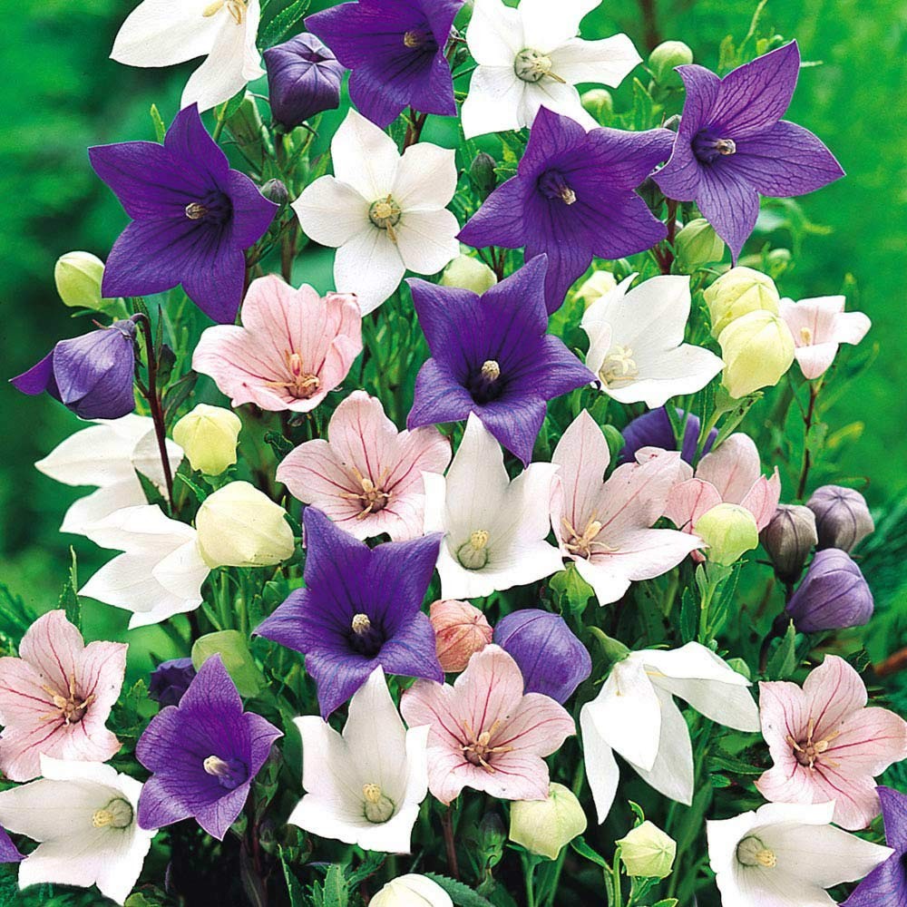 Seeds Balloon Flower Mix (Platycodon Chinese) Perennial Flowers