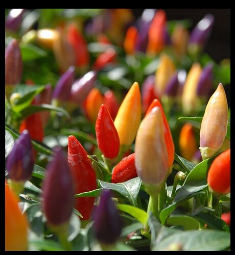 Numex Twilight 20 – 400 Seeds Hot pepper Heirloom Container Rare ornamental