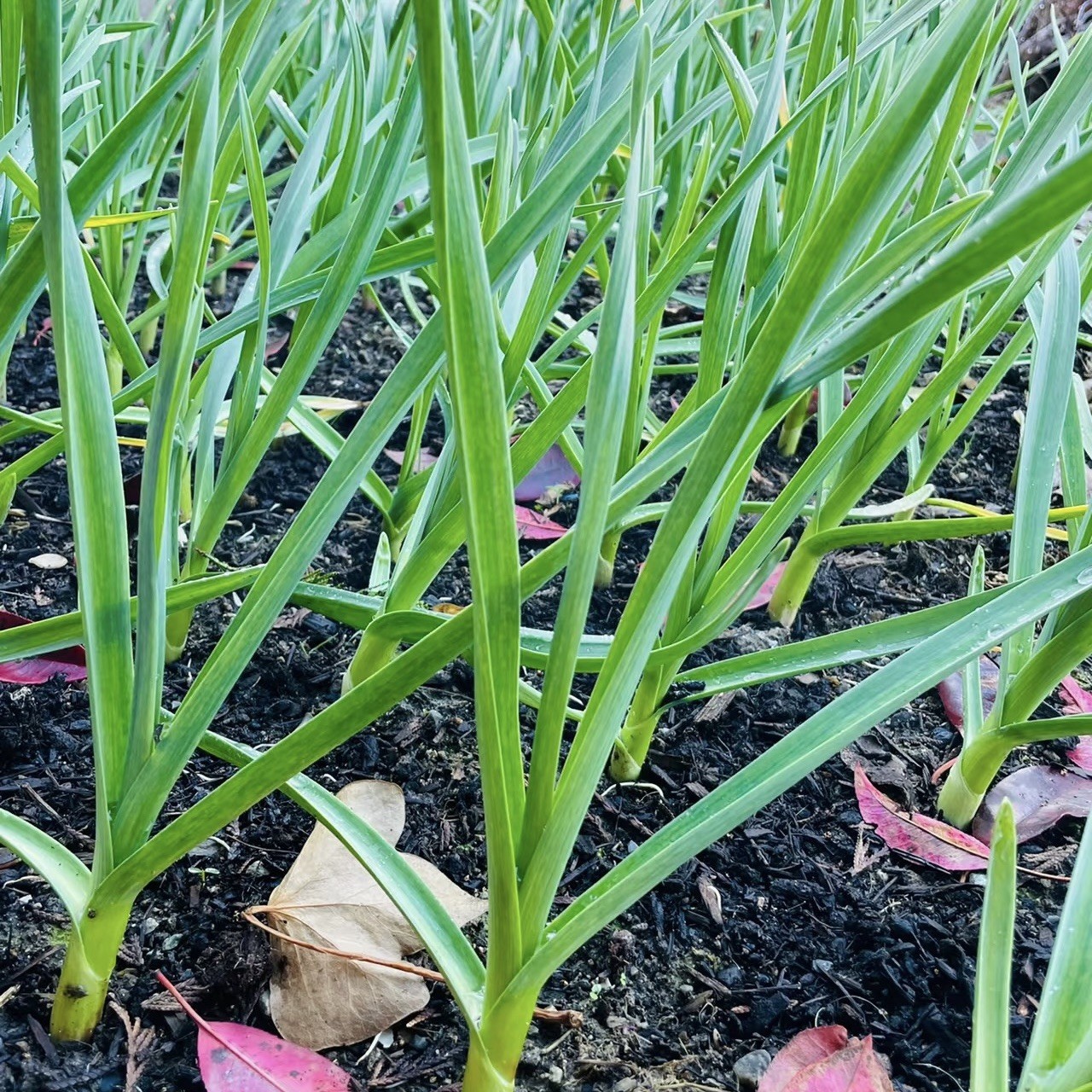 California Softneck Garlic, 6 Bulbs. Great for Fall or Spring Planting