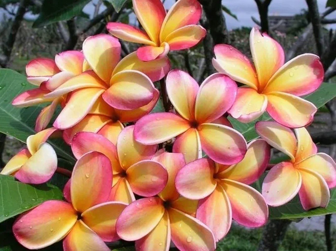 5 Orange Pink Plumeria Seeds Perennial Flowers Seed Frangipani US SELLER