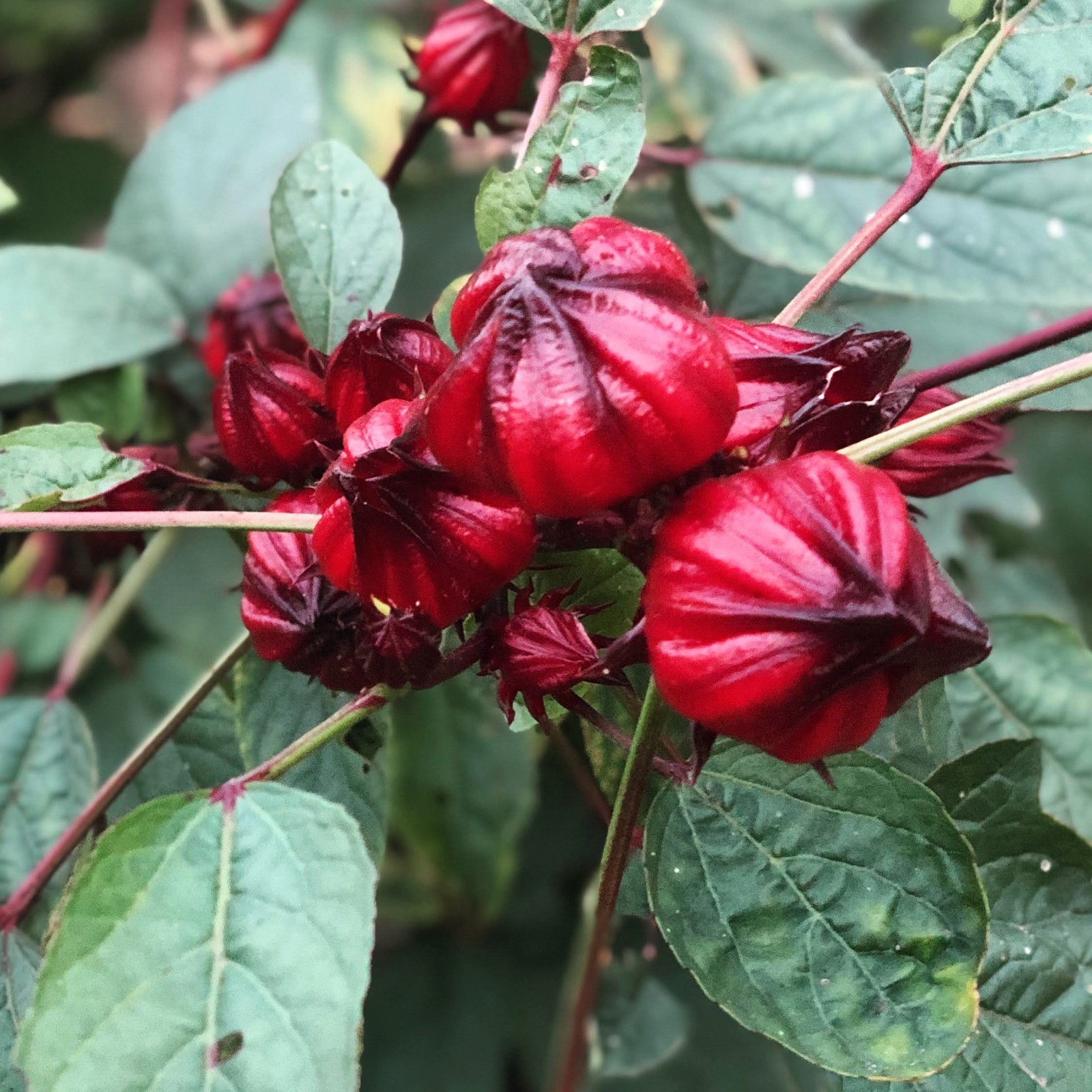 20+ Seeds Roselle Hibiscus/ Jamaican Sorrel FL-Grown. Edible. Juicy Calyxes.