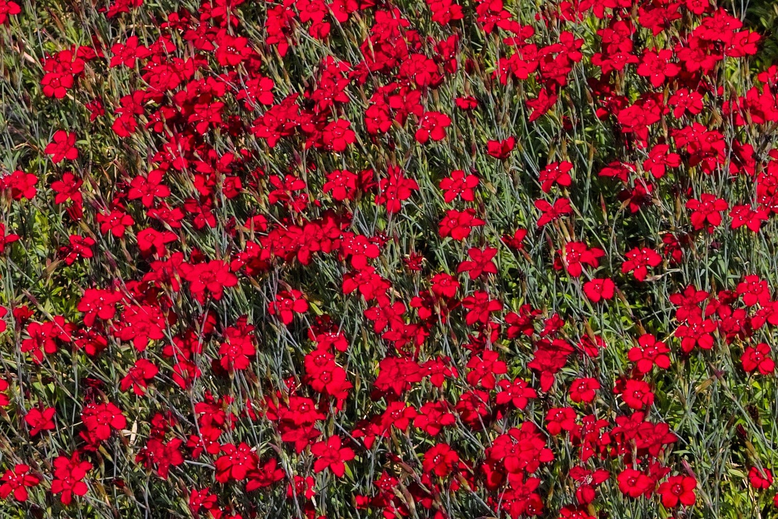 550 MAIDEN PINKS Dianthus Deltoides Flower Seeds