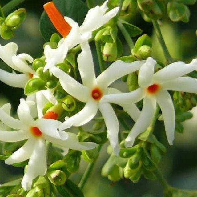 Nyctanthes arbor-tristis Parijat Coral Jasmine Plant