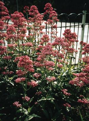 Centranthus ruber Pretty Betsy 500 seeds