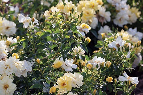 Rosa Lemon Drift