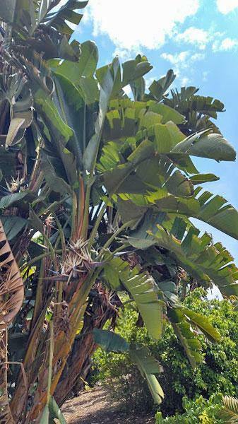 Strelitzia nicolai | Giant Bird of Paradise | 20 Seeds