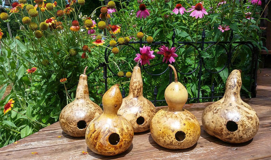 Birdhouse Gourd Seeds |USA Bird Bottle Calabash Chinese Asian Buddha Squash 2024
