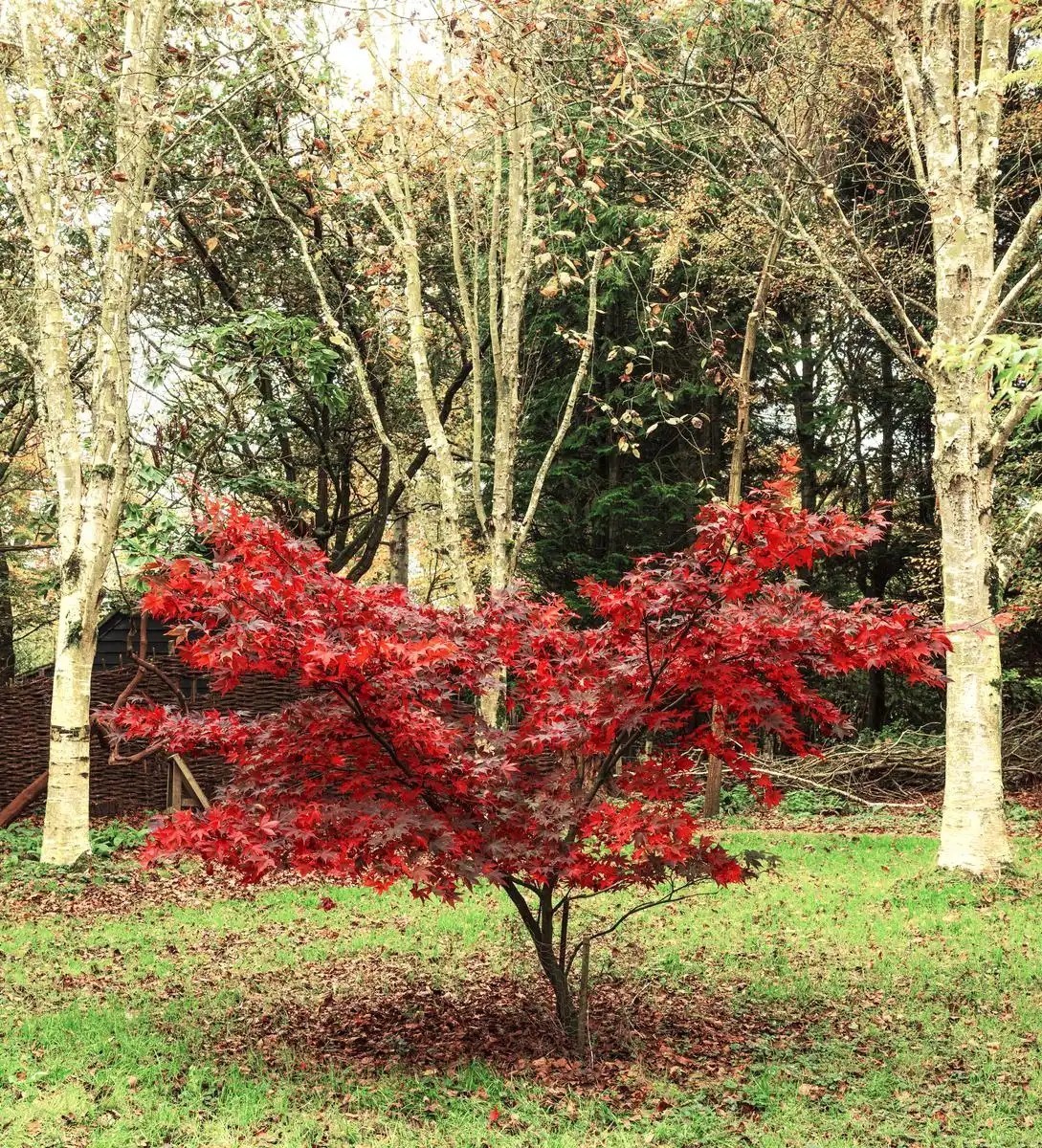 75 pcs Red Maple Tree Seeds for Planting. Acer Rubrum, Swamp Maple Tree Seeds