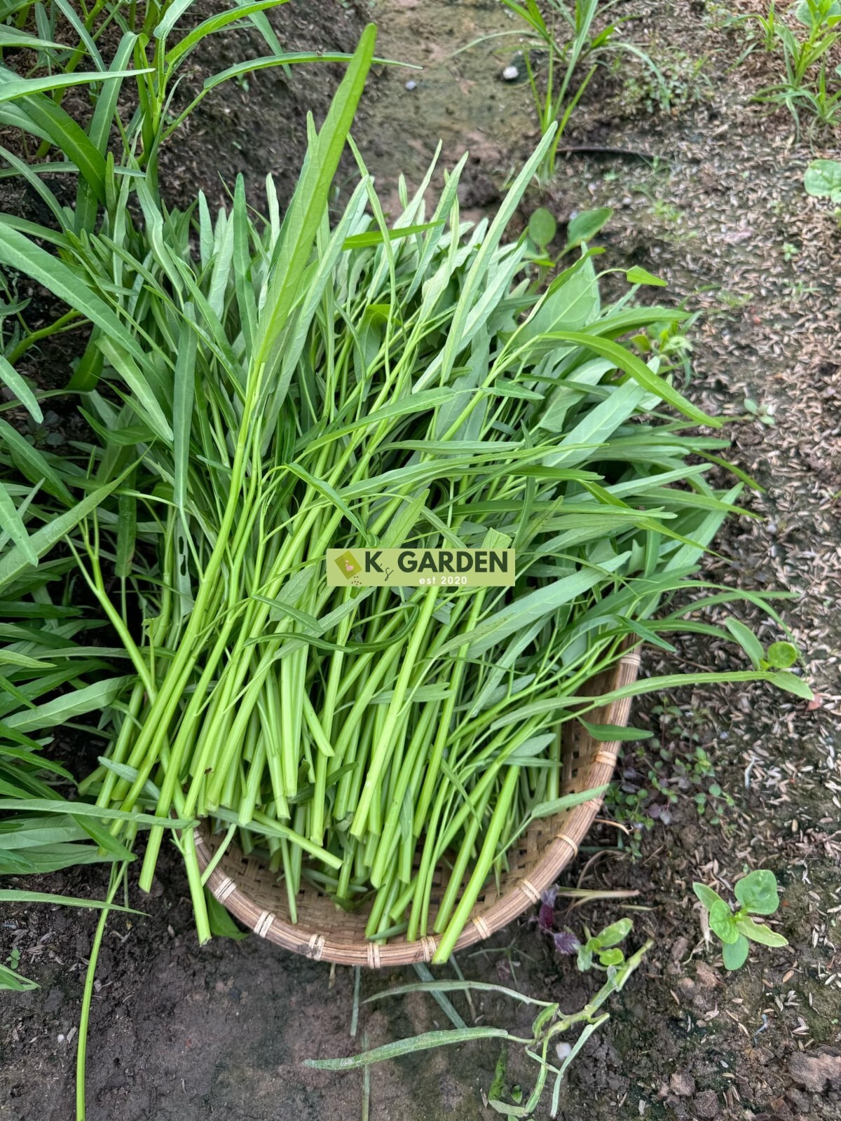 WATER SPINACH (SMALL LEAF) SEEDS,ONG CHOY, KANGKONG, RAU MUỐNG LÁ TRE (400+ pcs)